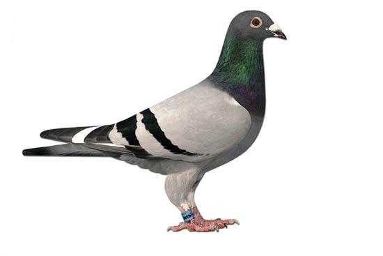 Bolt pigeons