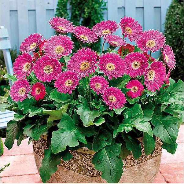 Barberton daisy plant naturally relieve stress and purify the air