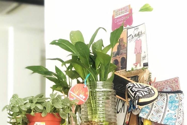 10 Houseplants That Relieves Stress 