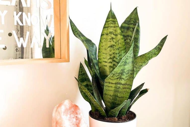 Snake plant naturally relieve stress and purify the air