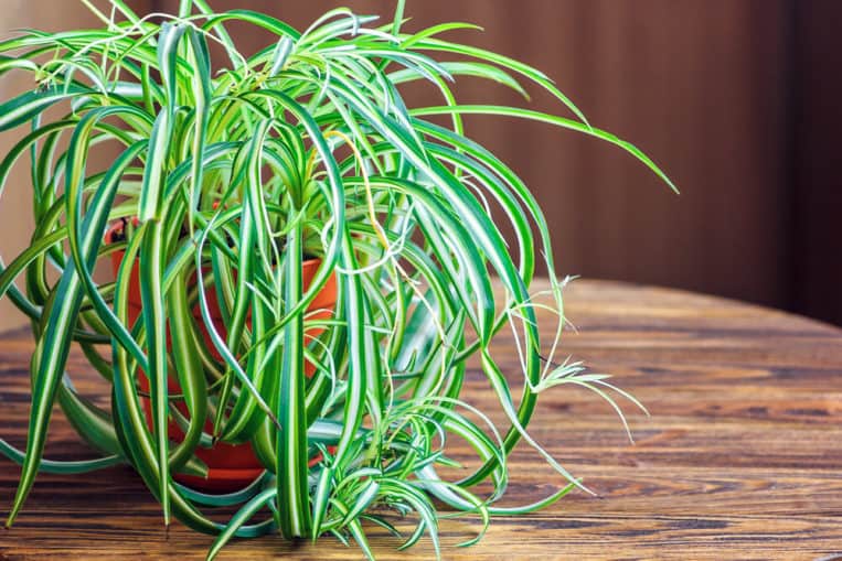 Top 10 Houseplants That Relieves Stress And Purifies The Air