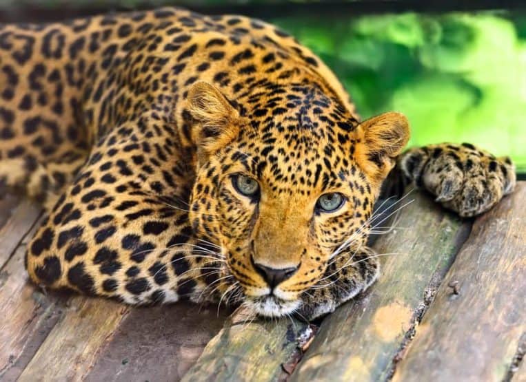 Most Beautiful Endangered Animals in the World