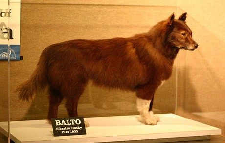 Balto the sled dog