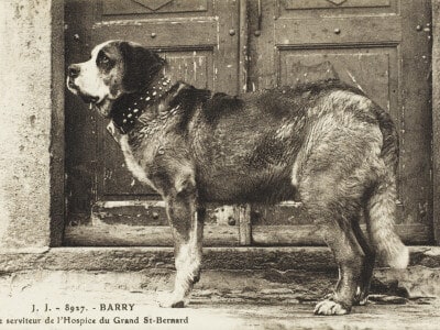 Barry the rescue dog
