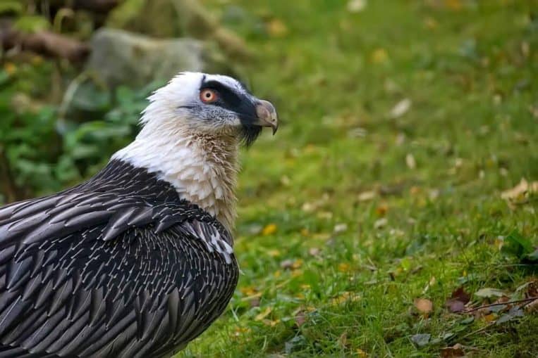 Bearded Vulture is a rare bird