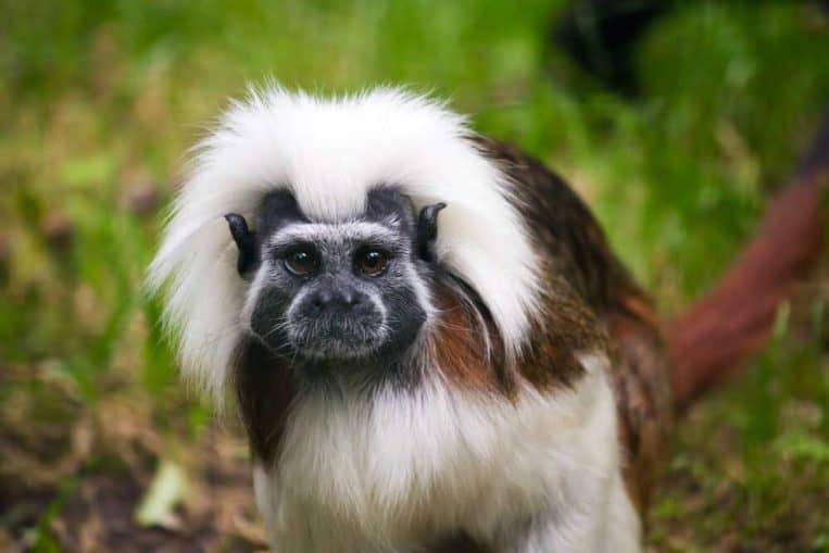  Cotton Top Tamarin animals with glorious hairstyles gifted by nature