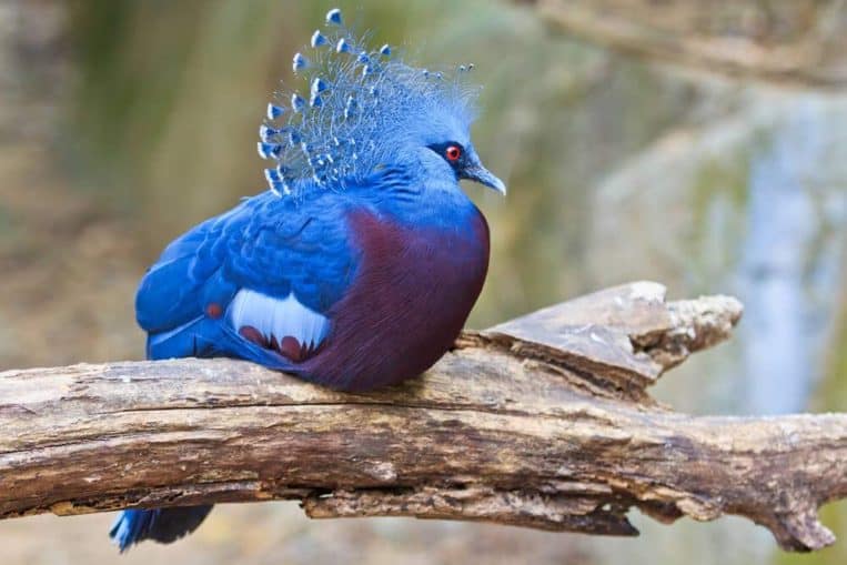 Crowned Pigeon Goura