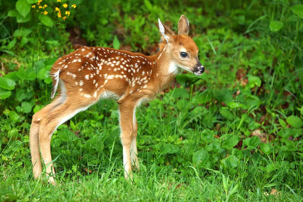 Cute Fawn picture