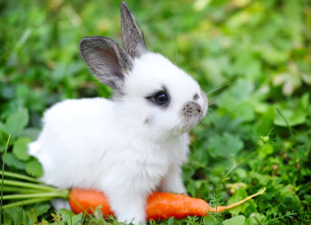 Cute baby bunny