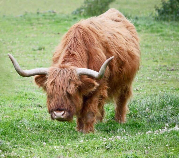 Highland cattle with glorious hairstyles gifted by nature