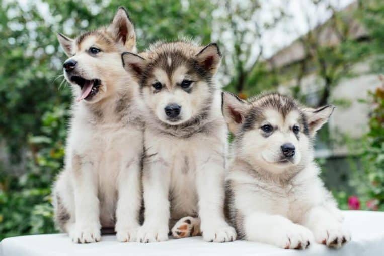 Cute dog puppies