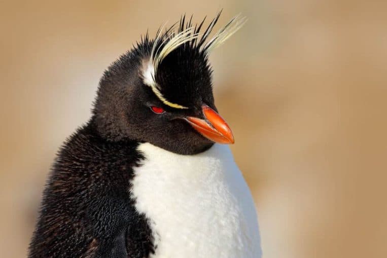 Rockhopper penguin with glorious hairstyles gifted by nature