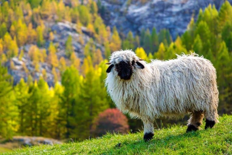 Valais sheep with glorious hairstyles gifted by nature
