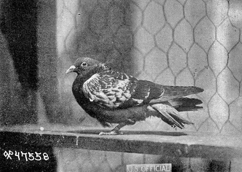cher ami war pigeon an animal heroes 