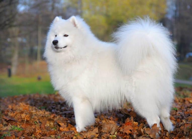 Most Expensive Dogs in the World That Are Charming