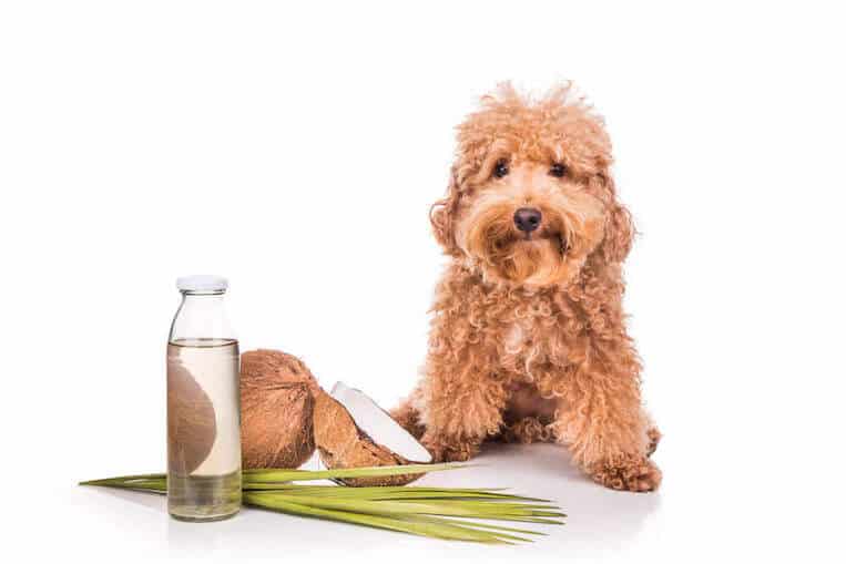add coconut oil in dog's Diet