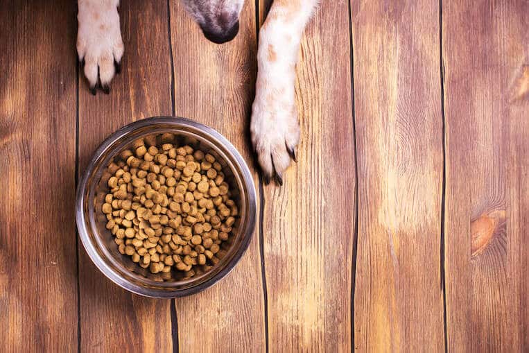15 Tips to Choose the Best Dog Food to Improve Dog Diet