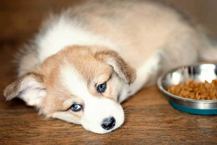 10 Most Common Dog Health Problems and Solutions