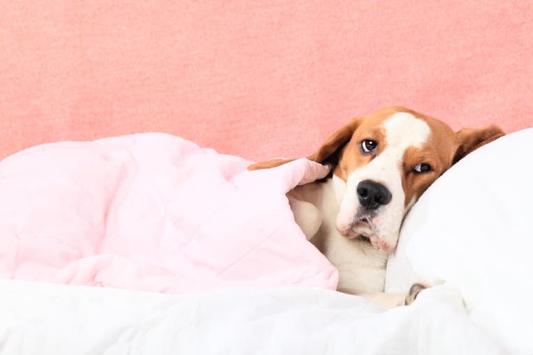 Common Dog Health Problems to Look Out For