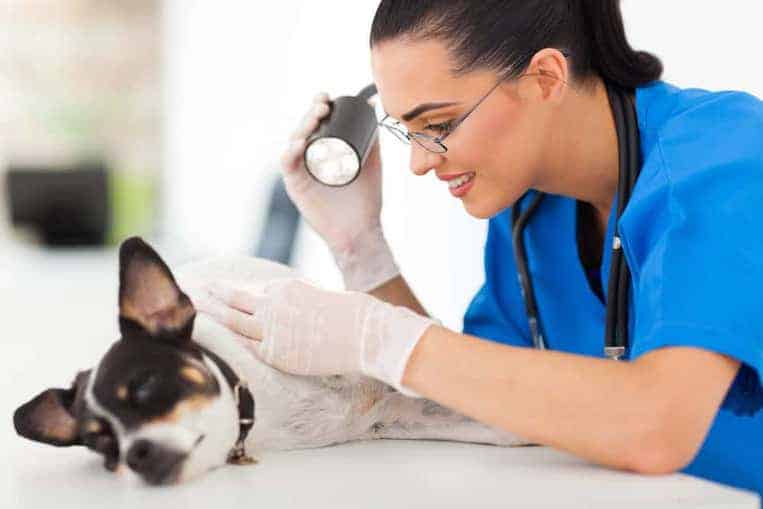 List of the Top 10 Most Common Dog Diseases and Illnesses