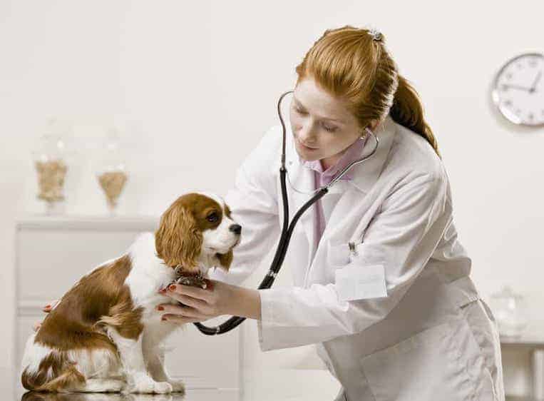 The Most Common Dog Illnesses, Symptoms,Treatment