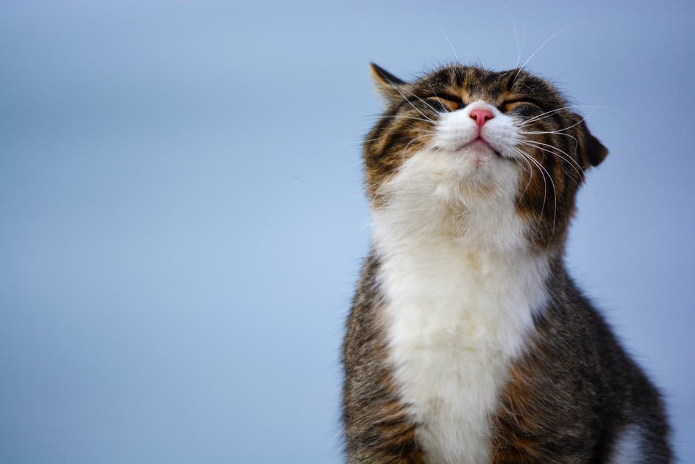 10 Signs You Have a Happy, Healthy Cat
