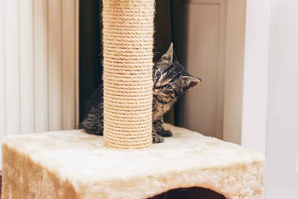 10 Tips to Keep Your Cat Happy Indoors