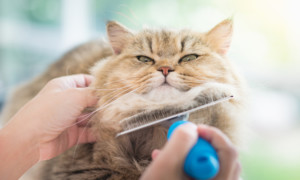 How to Keep Your Cat Healthy and Happy