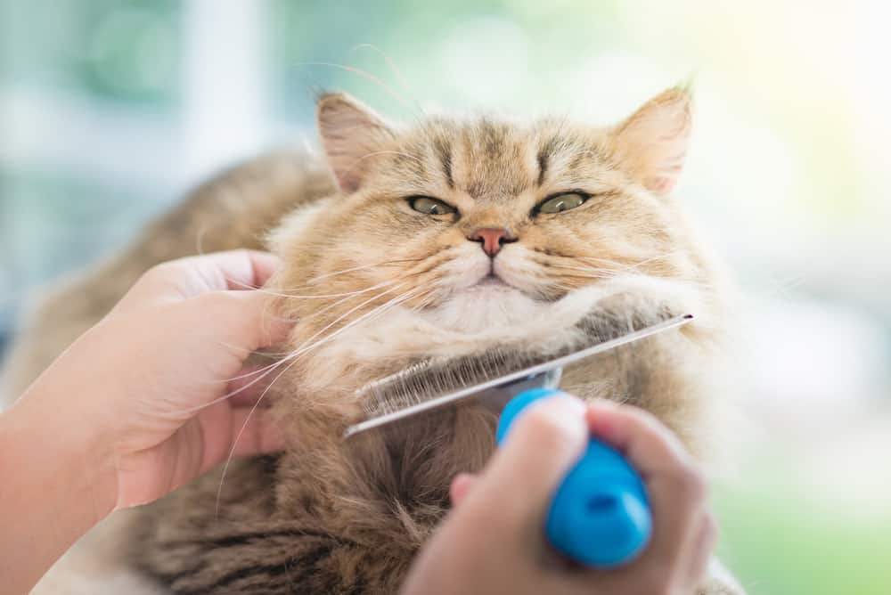 How to Keep Your Cat Healthy and Happy