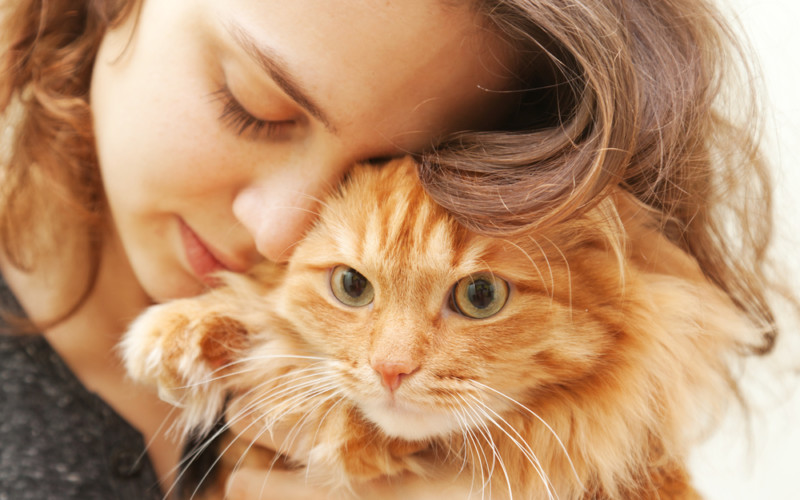 Signs of a Healthy Cat and Common Signs of Illness