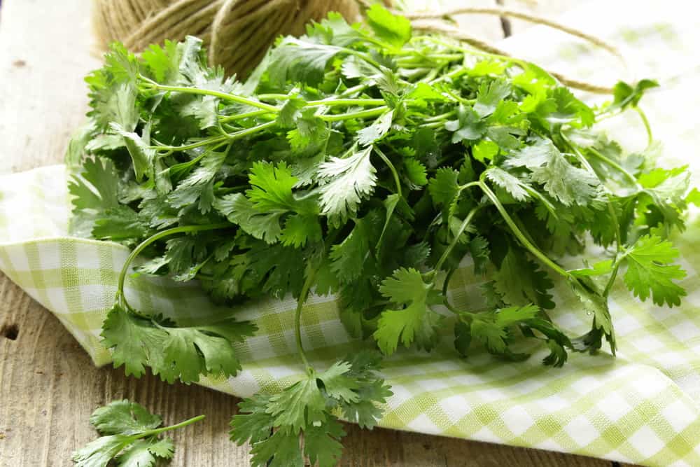 Cilantro benefits and side effects