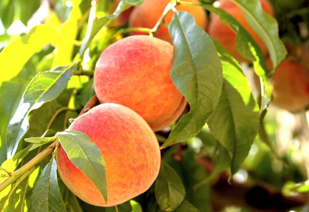10 Considerations before planting fruit trees
