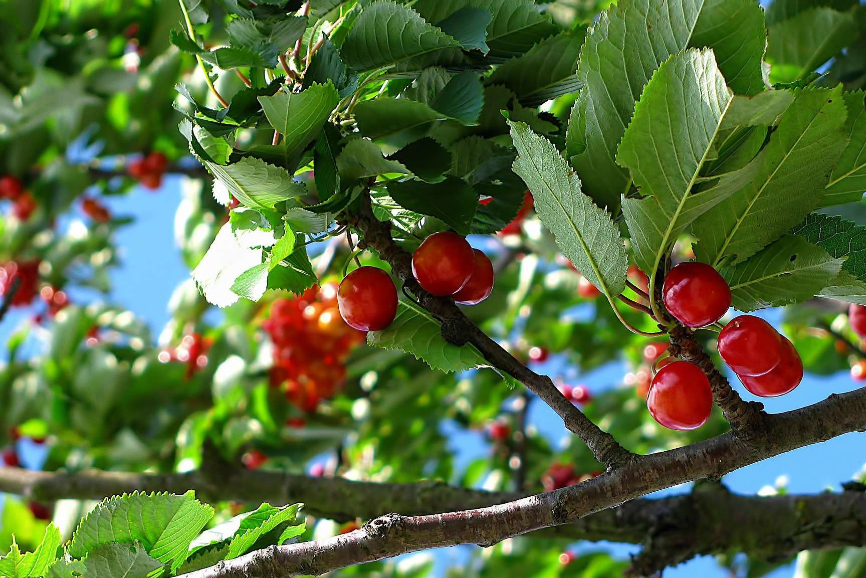 10 Things You Need to Know Before Planting Fruit Trees