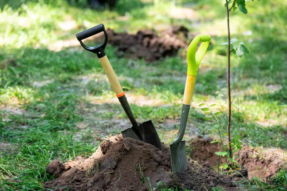 Considerations before planting fruit trees