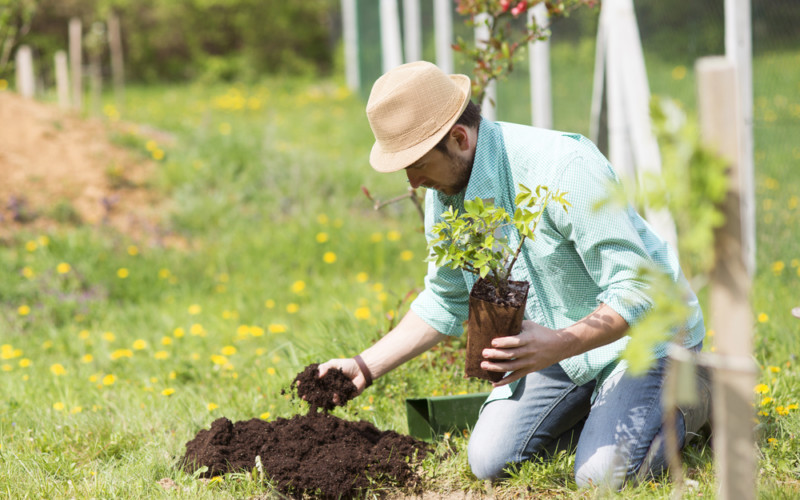 Tips for Planting Fruit Trees