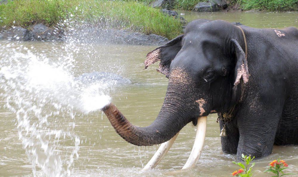 Elephant spa in India