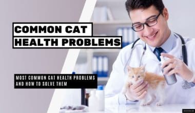 Most Common Cat Health Problems and How to Solve Them