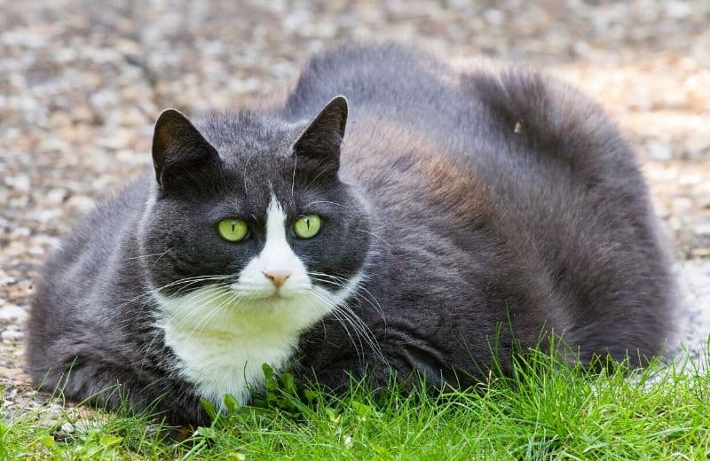 Obese Cat Health Problems