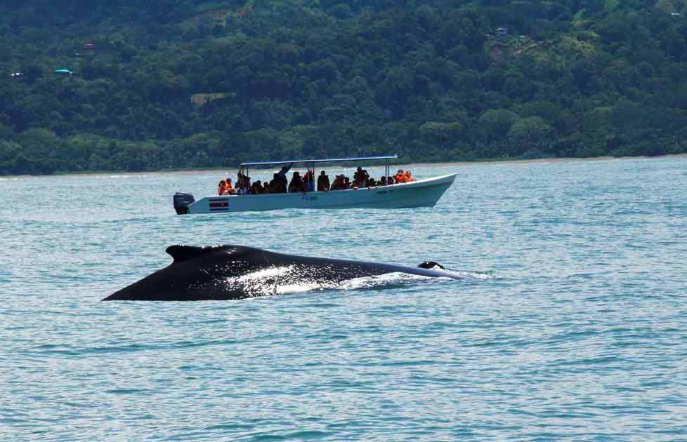 Dominical whale watching