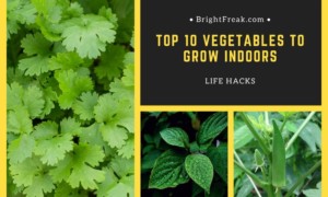Top 10 Vegetables to Grow Indoors