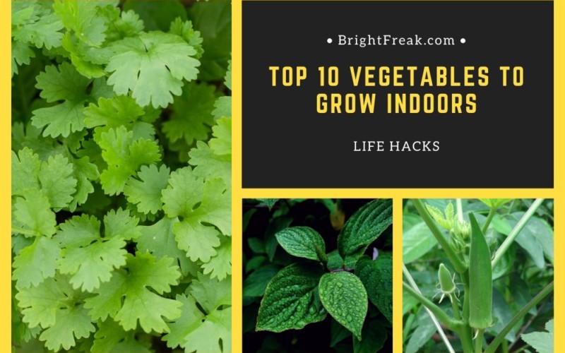 Top 10 Vegetables to Grow Indoors