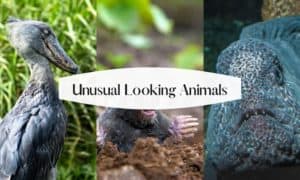 Unusual Looking Animals in the World