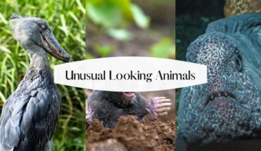 Unusual Looking Animals in the World