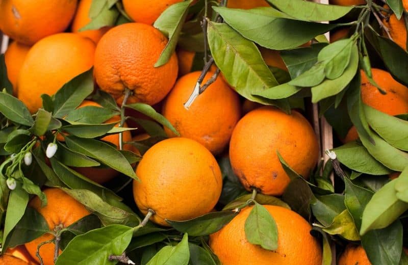 Foods for Healthy Skin-Oranges