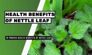 10 Proven Health Benefits of Nettle Leaf