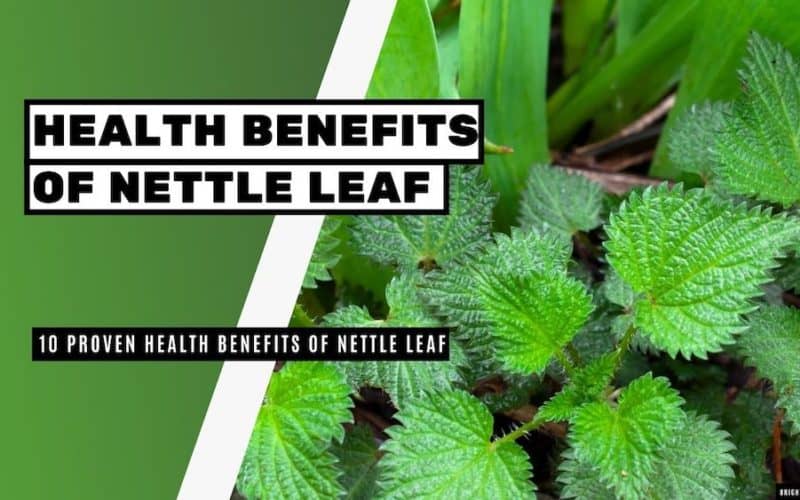 10 Proven Health Benefits of Nettle Leaf