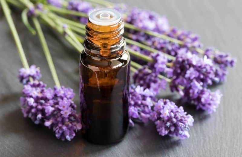 Lavender Essential Oil for Asthma