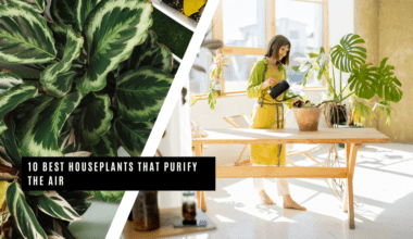 Best Houseplants That Purify the Air